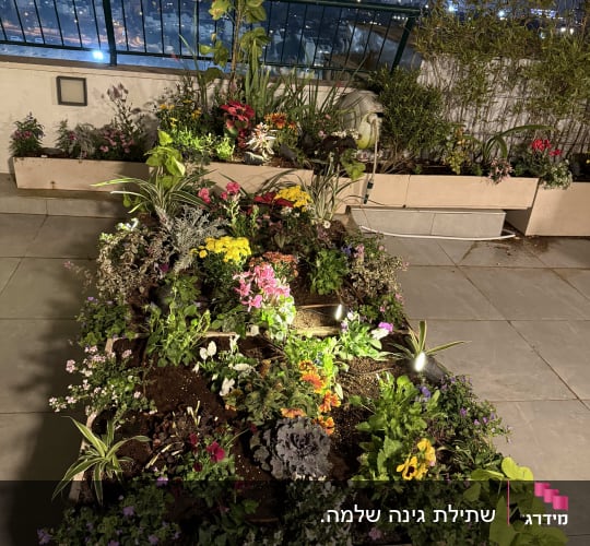 גינה עם פרחים צבעוניים על גג בלילה
